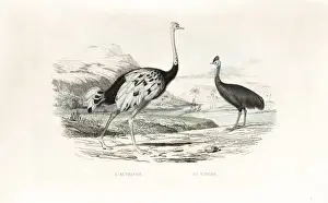 Edouardtravies Prints: Ostrich and northern cassowary
