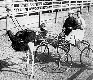 Kansas Prints: Ostrich racing, Kansas, USA