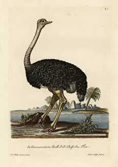 Georg Collection: Ostrich, Struthio camelus