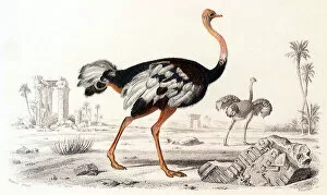 Ostrich Collection: Ostrich (Struthio camelus) Date: 1845