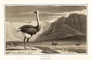 Cactus Prints: Ostrich, Struthio camelus, standing in a desert landscape, Afric