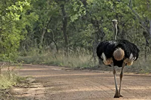Images Dated 18th November 2011: Ostrich - walking on road
