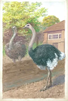 Ostriches at London Zoo