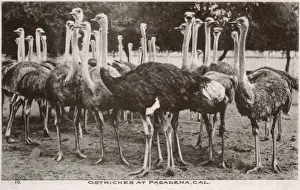 Pasadena Prints: Ostriches at Pasadena, California, USA