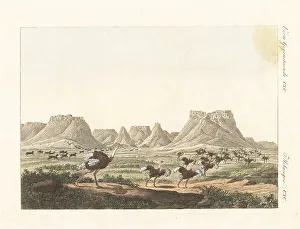 Carl Bertuch Prints: Ostriches and quagga running in South Africa