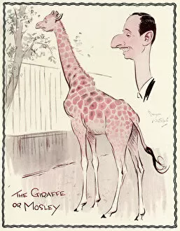 Images Dated 26th July 2011: Oswald Mosley as a giraffe by George Whitelaw