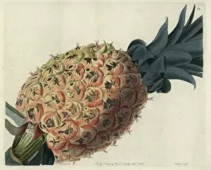 Otaheite or Tahitian pineapple, Ananas species