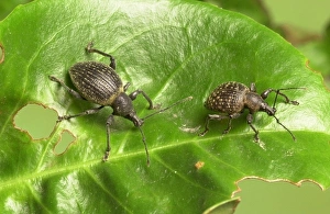 Dasypodidae Gallery: Otiorhynchus armadillo and O. salicicola, armadillo weevil