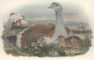 Bustard Prints: Otis tarda, great bustard