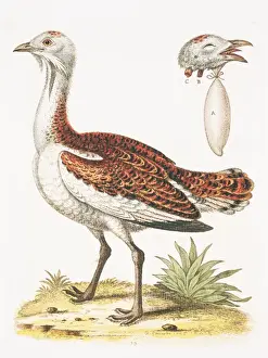 Otis tarda, great bustard