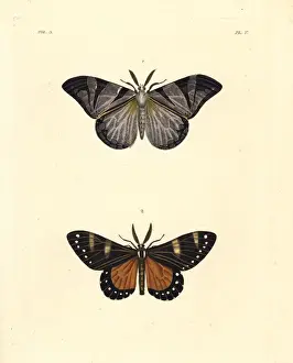 Otroeda cafra and and Otroeda nerina moths