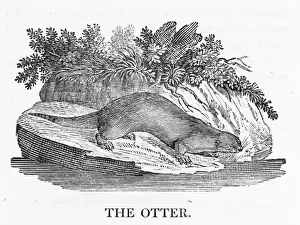 Existence Prints: Otter (Bewick)