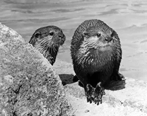 Otters Prints: Two otter cubs