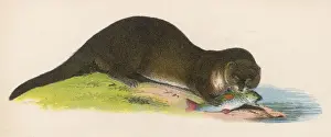 Otters Prints: Otter Eating Fish