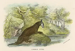 C1840 Prints: Otter & Fish C1840