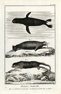1774 Prints: Otter, seal and walrus