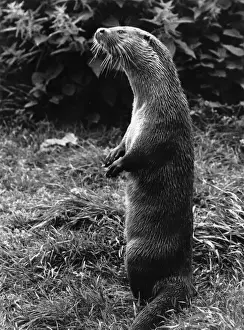 Otters Prints: Otter standing on its hind legs