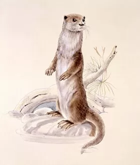 Otter standing on hind legs