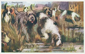 Watering Prints: Otterhounds