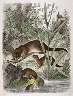Wildlife Gallery: OTTERS