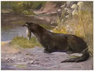 Otters Prints: Otters / Cuthbert Swan