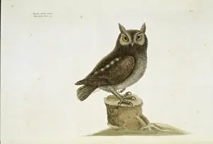 Otus Prints: Otus asio, eastern screech owl