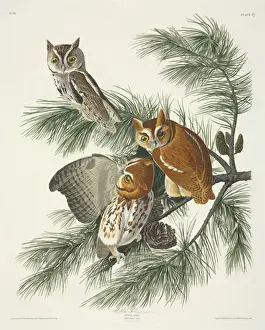 Otus asio, eastern screech owl