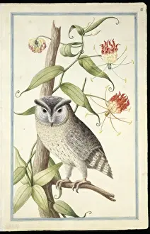 Loten Prints: Otus bakkamoena, collared scops owl