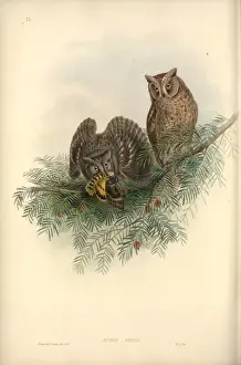 Otus scops, Eurasian scops owl