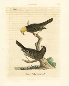 Latham Collection: Ou, Psittirostra psittacea. Critically endangered