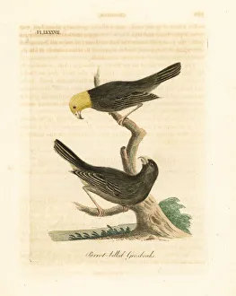 Loxia Collection: Ou, Psittirostra psittacea. Critically endangered