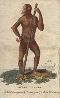 Pygmaeus Collection: Ouran outang or Bornean Orangutan, Pongo pygmaeus