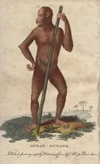 Satyr Prints: Ouran outang or Bornean Orangutan, Pongo pygmaeus