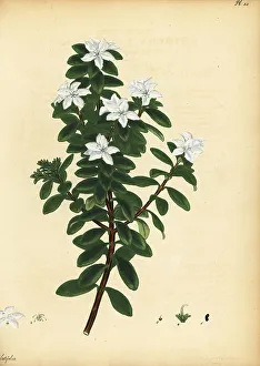 Henry Andrews Prints: Oval leaf buchu, Agathosma crenulata