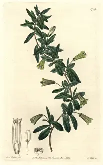 Oval-leaved billardiera, Billardiera ovalis