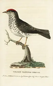 Ovenbird, Seiurus aurocapilla