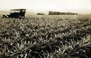 Overland Vintage Car in Field of Pineapples, Honolulu, Hawai