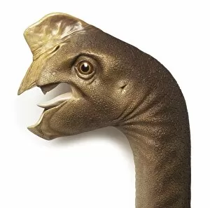 Archosauromorpha Collection: Oviraptor