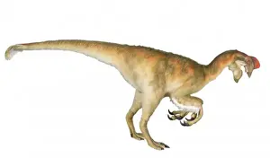 Oviraptor