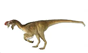 Oviraptor
