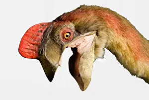 Oviraptor
