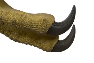Oviraptor