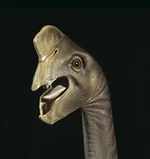 Bipedal Prints: Oviraptor head