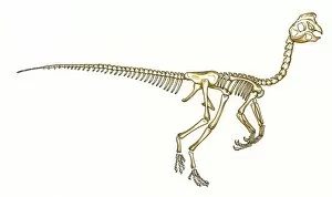 Cretaceous Period Collection: Oviraptor skeleton