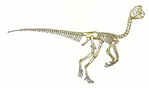 Dinosaurs Prints: Oviraptor skeleton