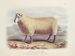 Ovis aries, sheep