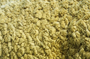 Ovis aries, sheep