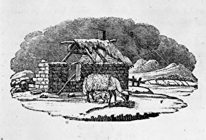 Ovis aries, sheep