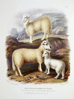 Ovis aries, sheep