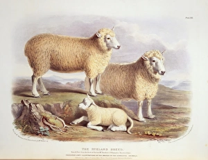 Ovis aries, sheep